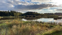 Järvelän kosteikko iltaauringossa
Kuva © Jenni Lindstedt