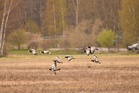 Valkoposkihanhet Ruissalossa, kuva Suvi Riihiluoma